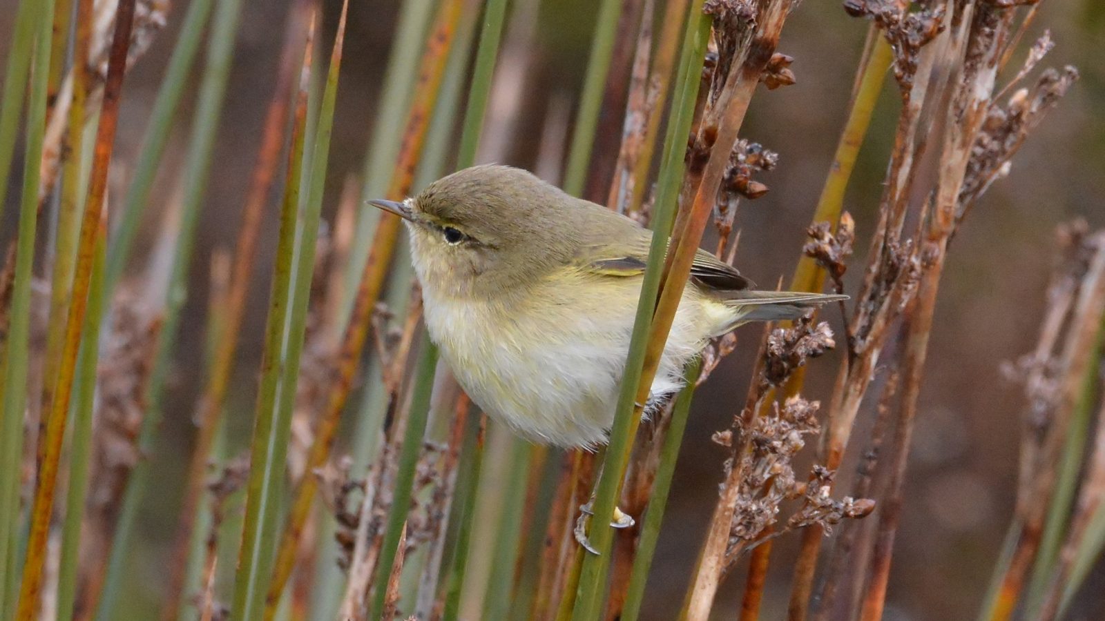 02-Apr The April Migration Spectacle Section Image