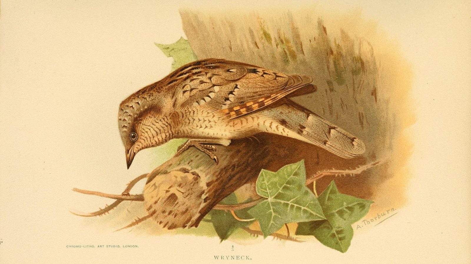 02-Apr The April Migration Spectacle Section Image