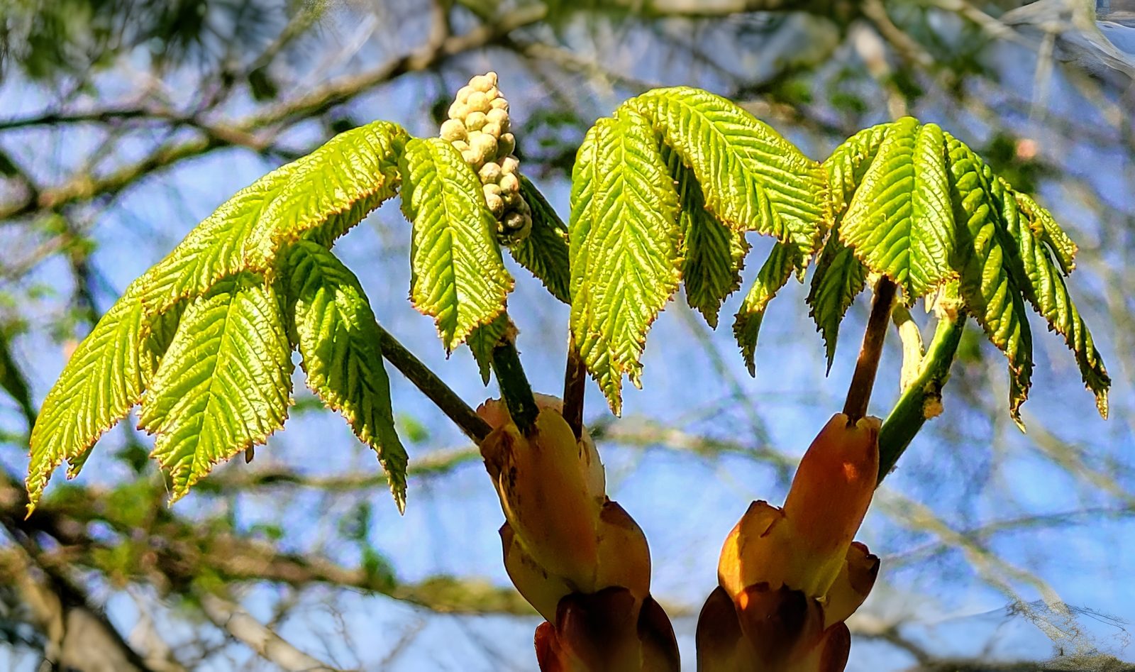 02-Mar Spring's Subtle Symphony Section Image