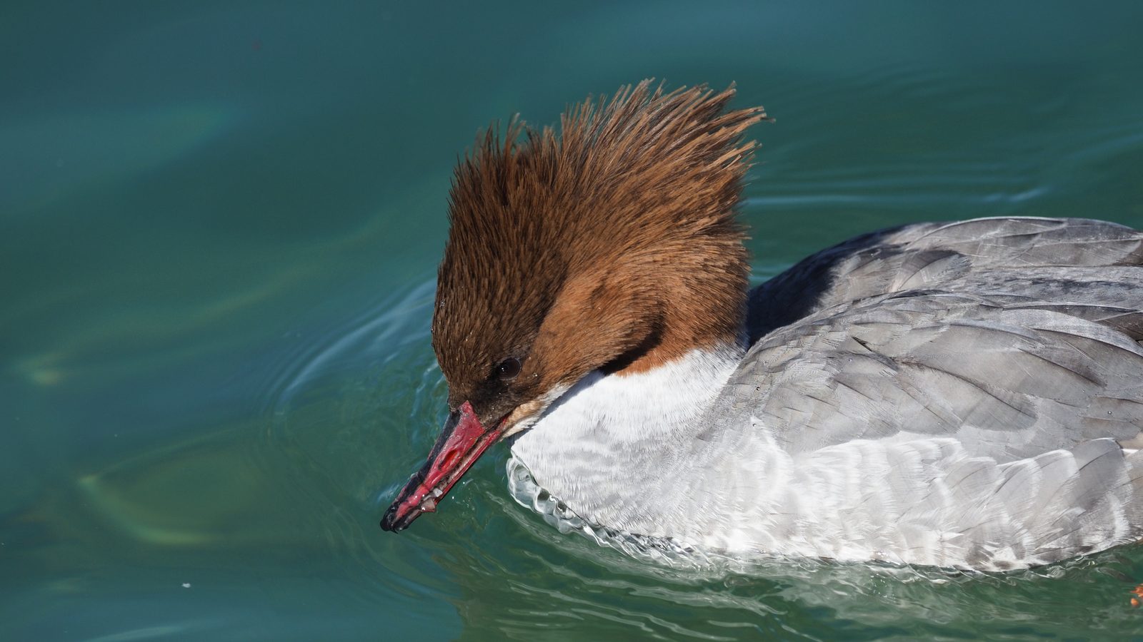 10-Jan Spotting Rare Birds Section Image