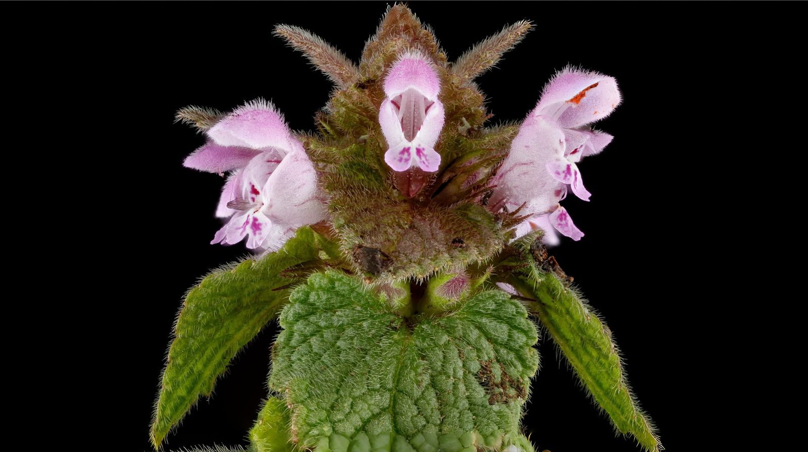 11-Jan January's Wild Flowers Section Image