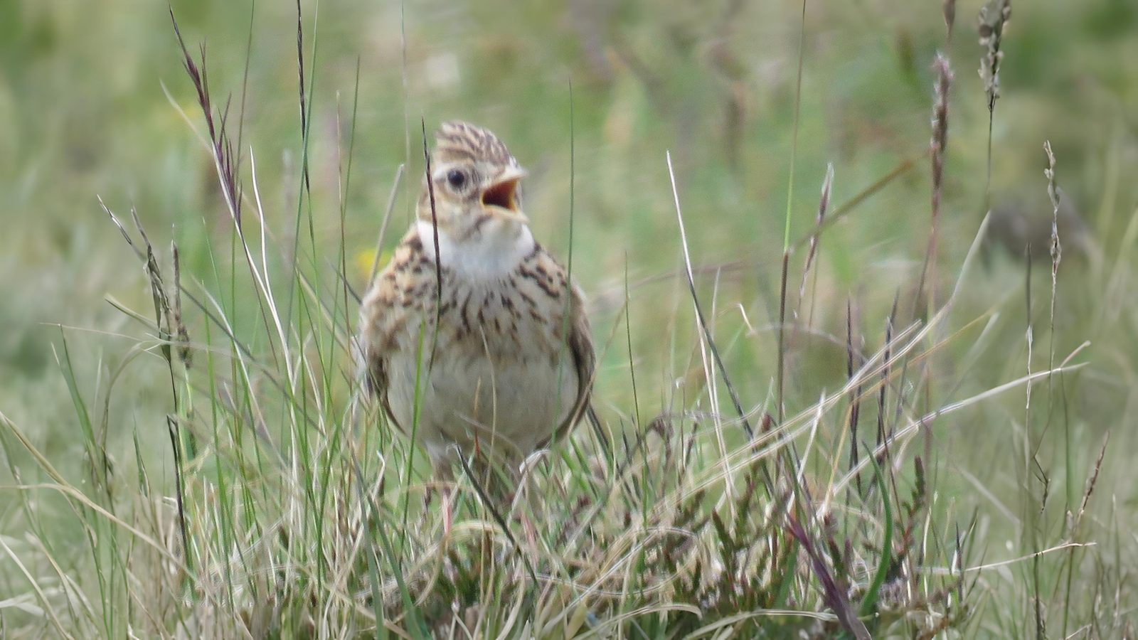 03-Apr The Birdsong Awakening Section Image