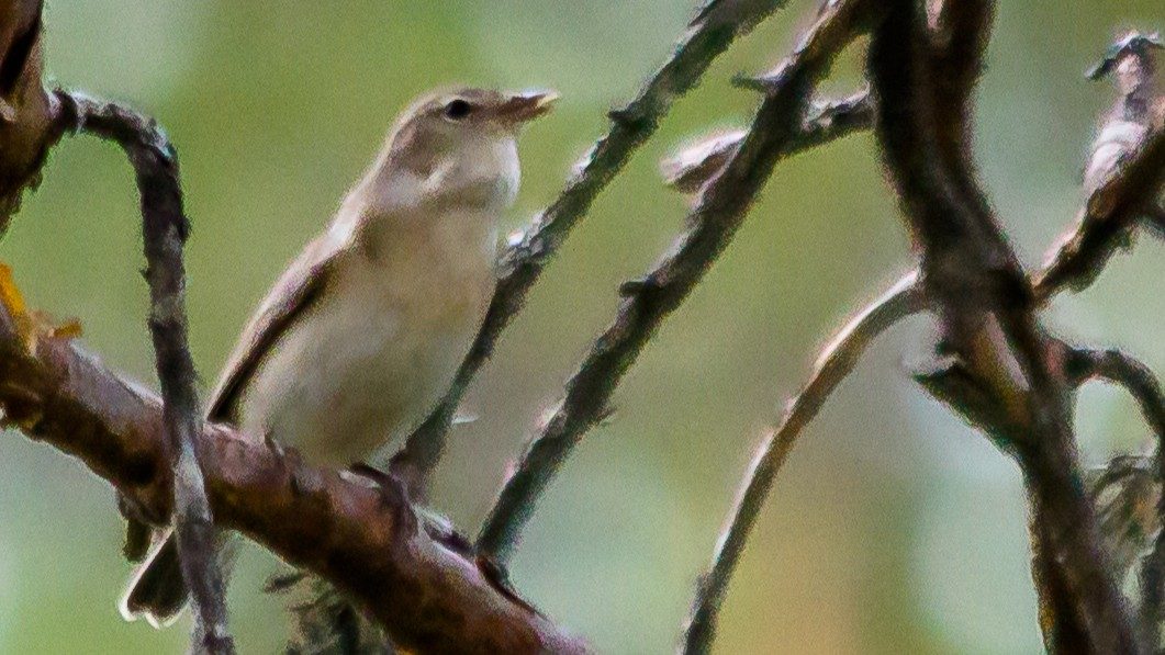 03-Apr The Birdsong Awakening Section Image
