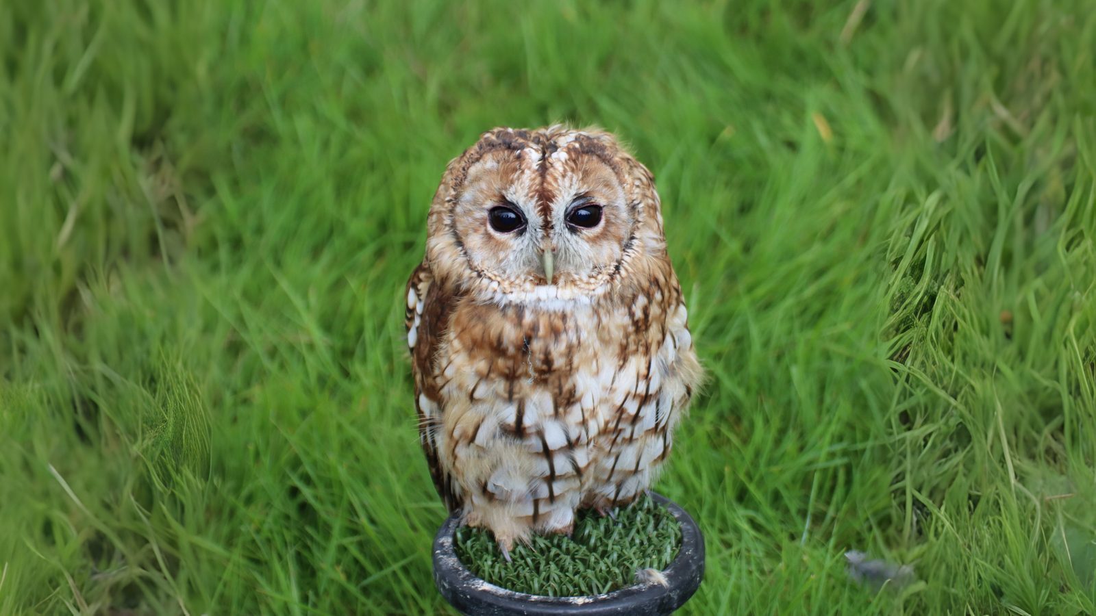 03-Feb Owl Hoots and Bird Calls Section Image
