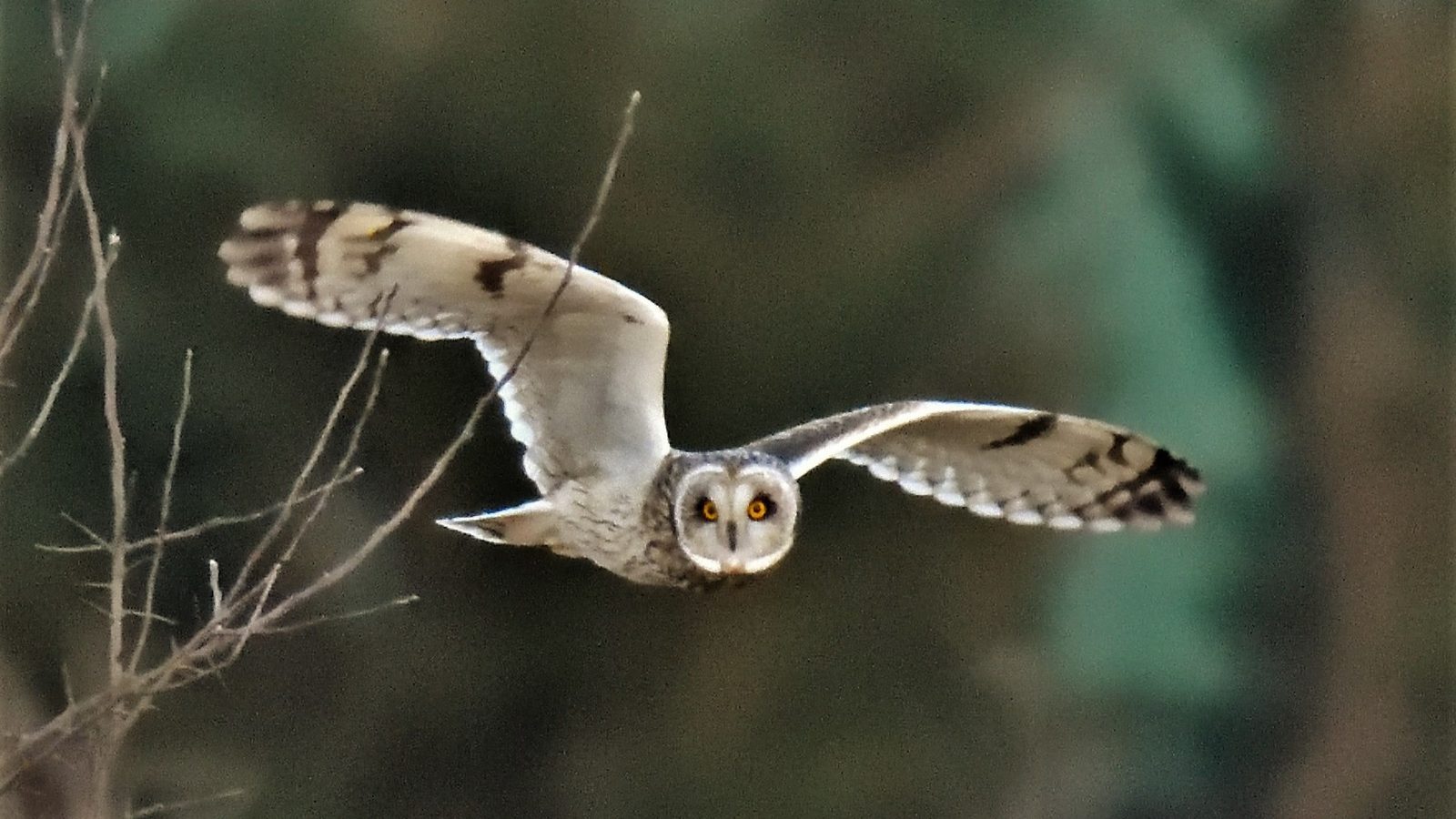 03-Feb Owl Hoots and Bird Calls Section Image