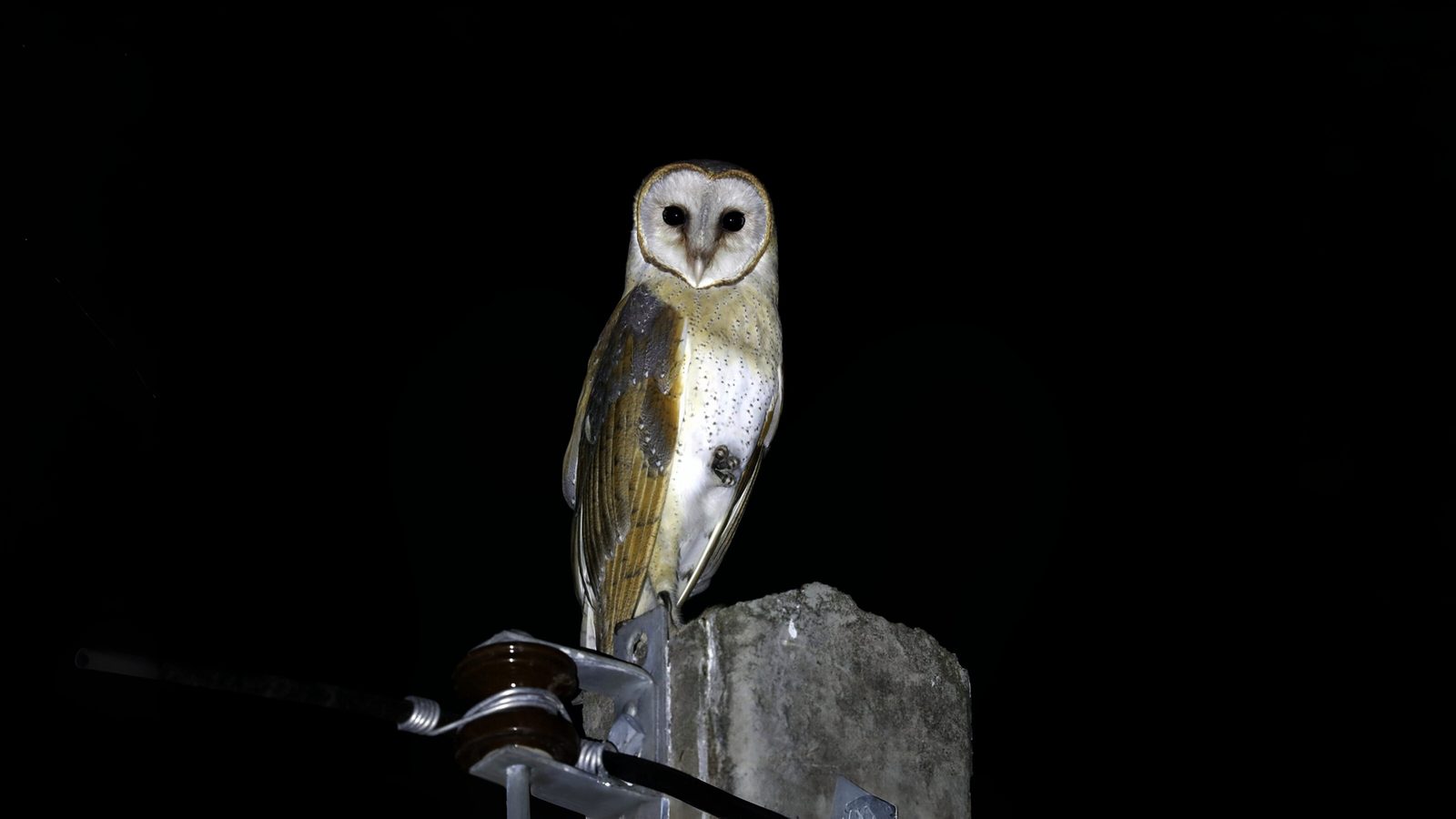 03-Feb Owl Hoots and Bird Calls Section Image