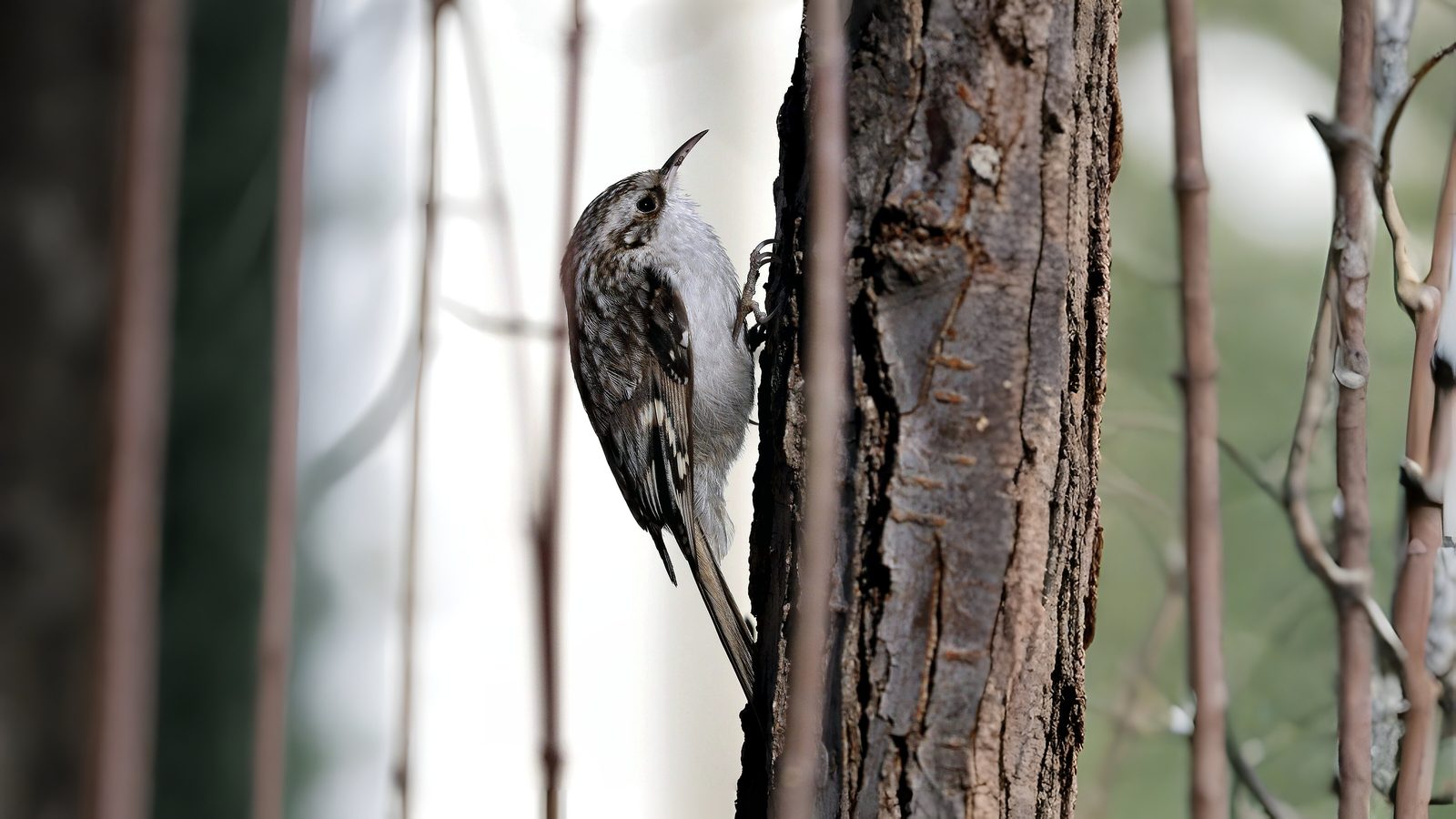 03-Feb Owl Hoots and Bird Calls Section Image