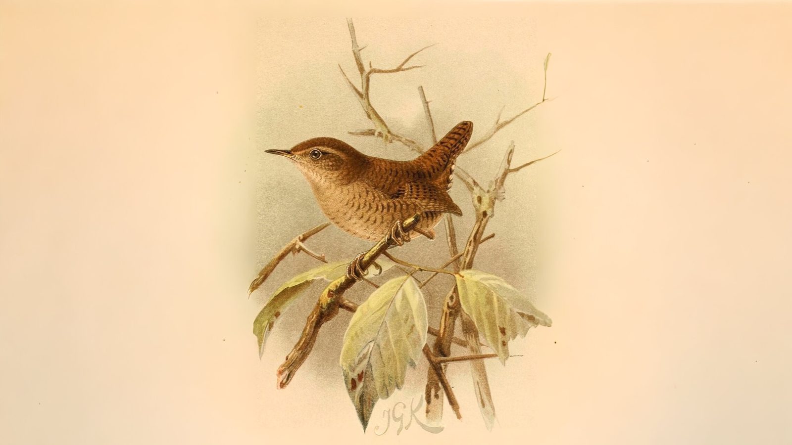 03-Feb Owl Hoots and Bird Calls Section Image