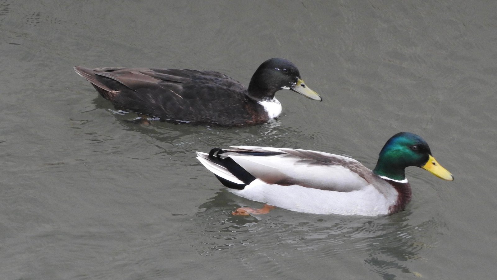 07-Jan Wildfowl in London's Parks Section Image