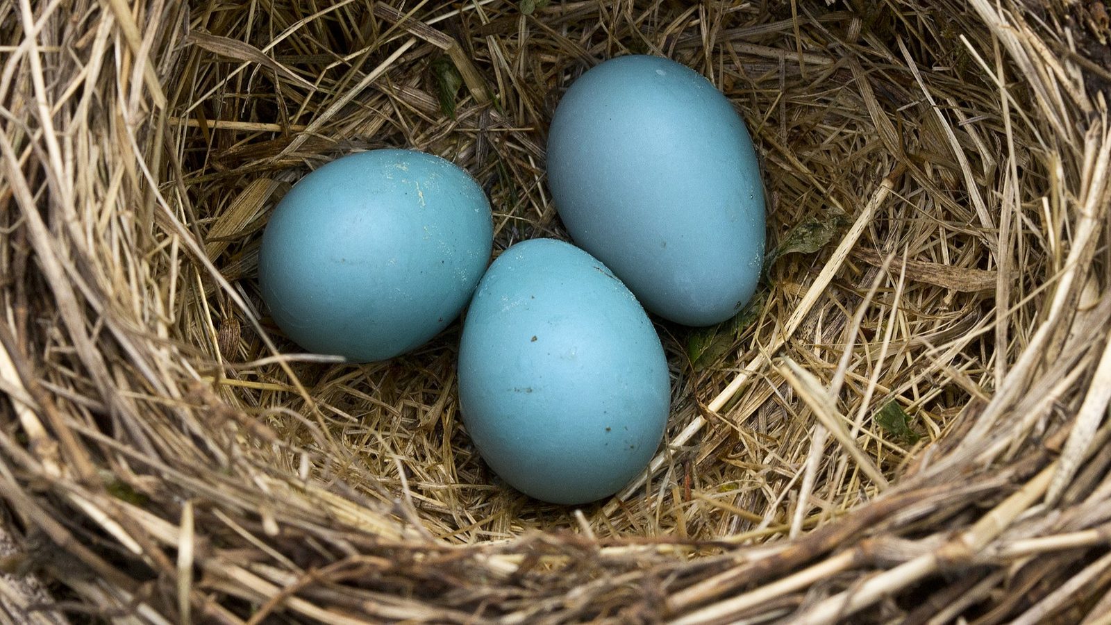 04-Apr Nests, Eggs, and Fledglings Section Image