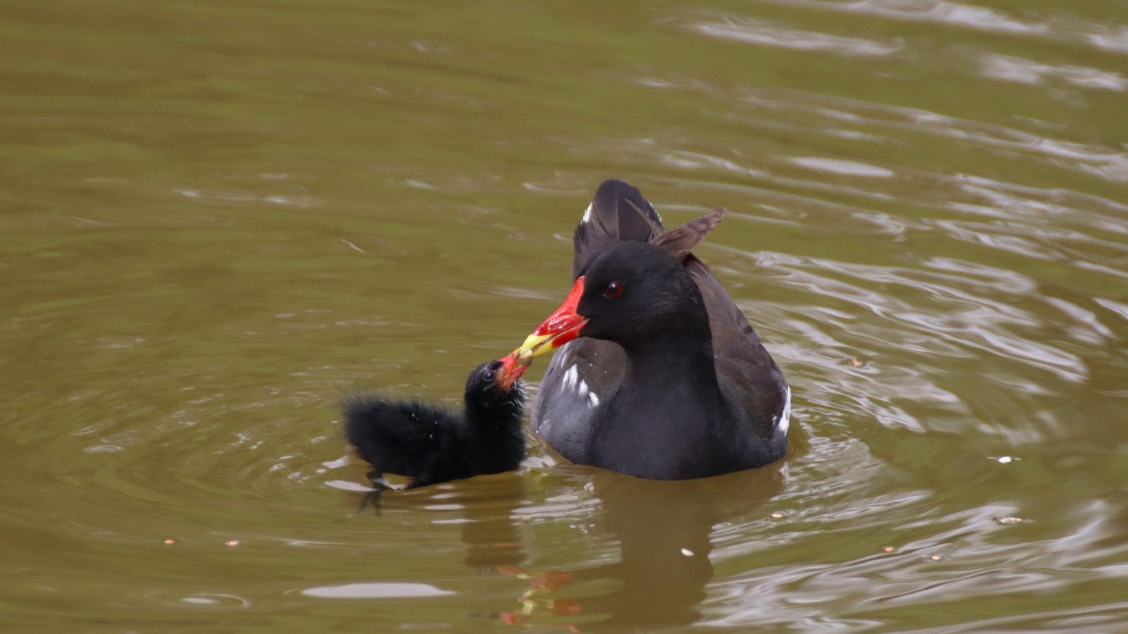 04-Apr Nests, Eggs, and Fledglings Section Image