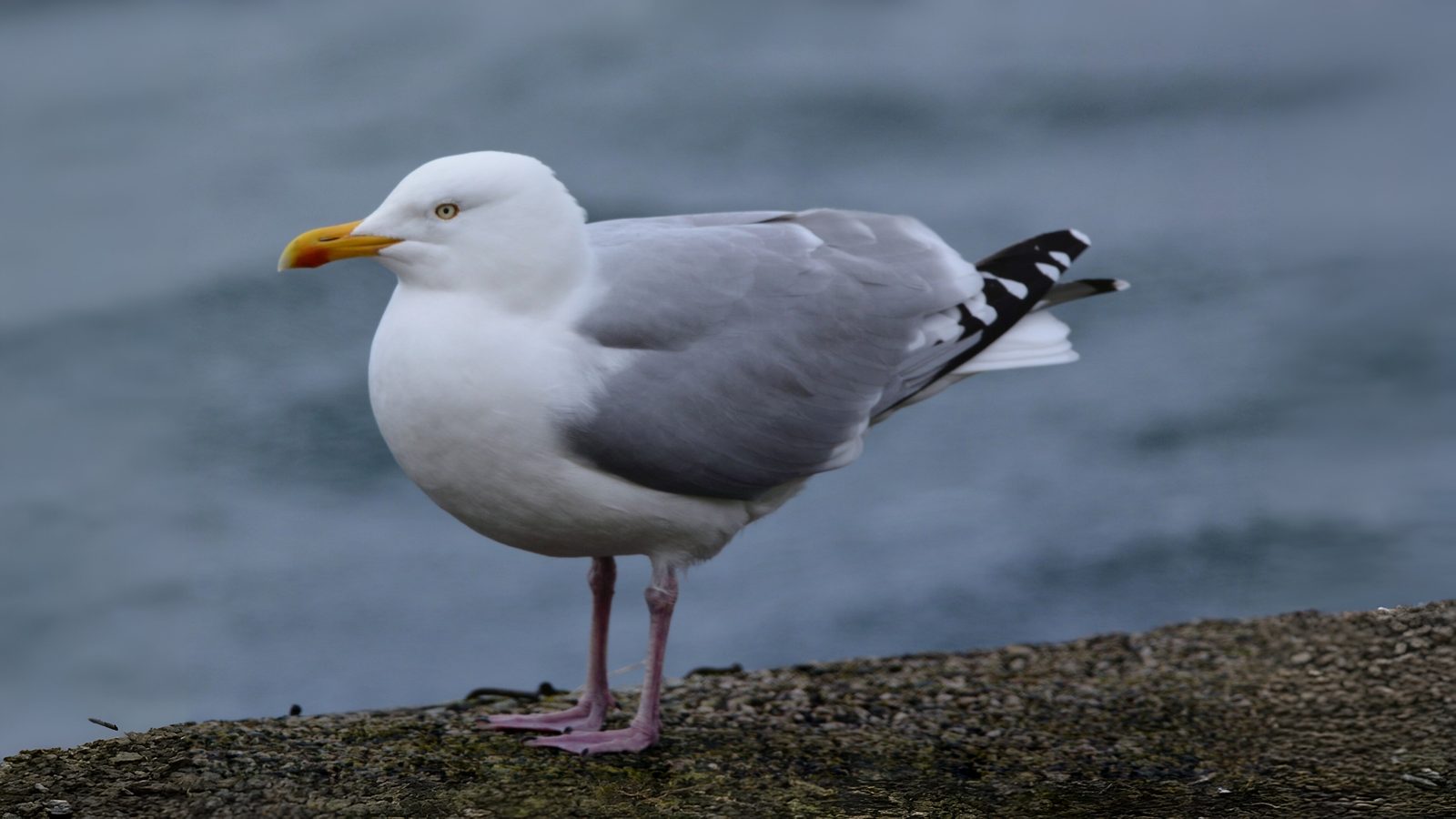 04-Feb February's Feathered Traveler Section Image