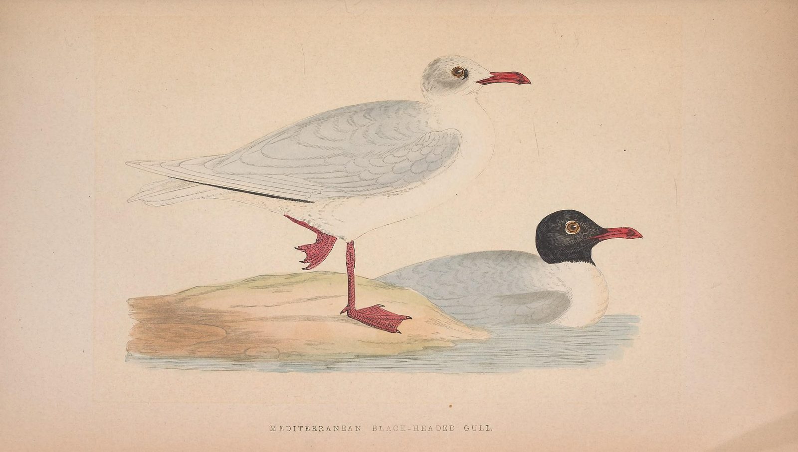 10-Jan Spotting Rare Birds Section Image