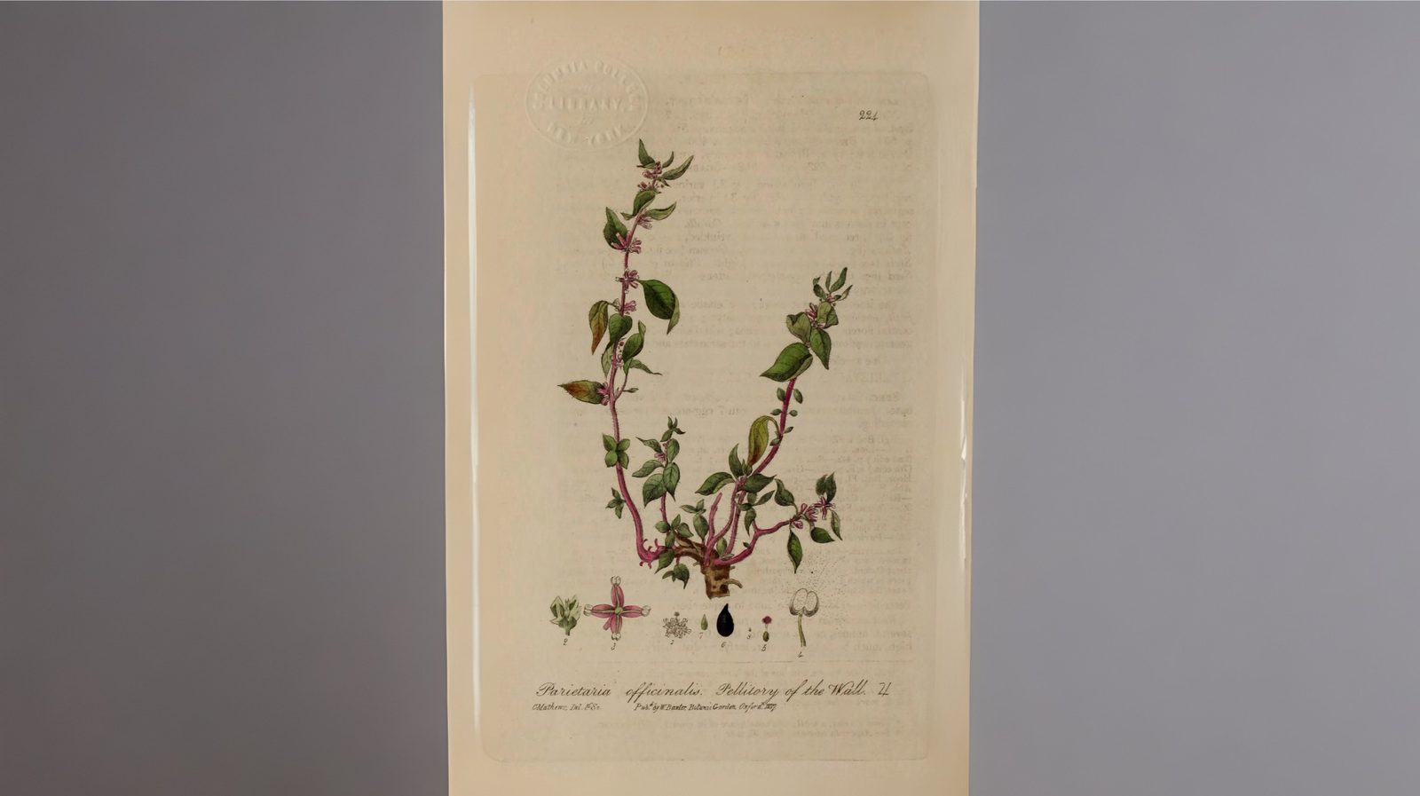 11-Jan January's Wild Flowers Section Image
