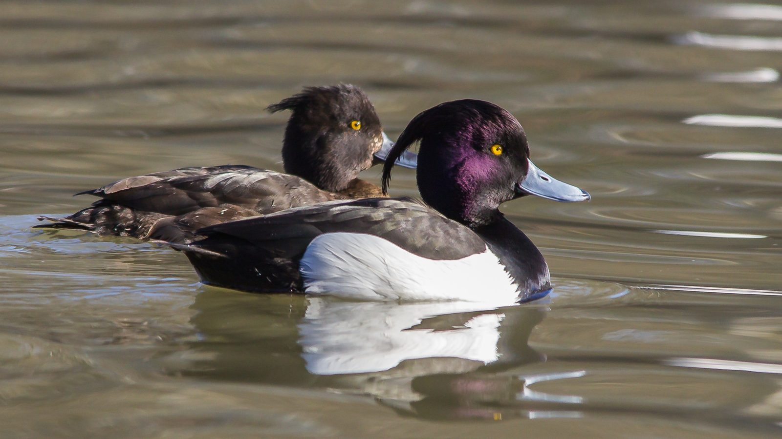 07-Jan Wildfowl in London's Parks Section Image