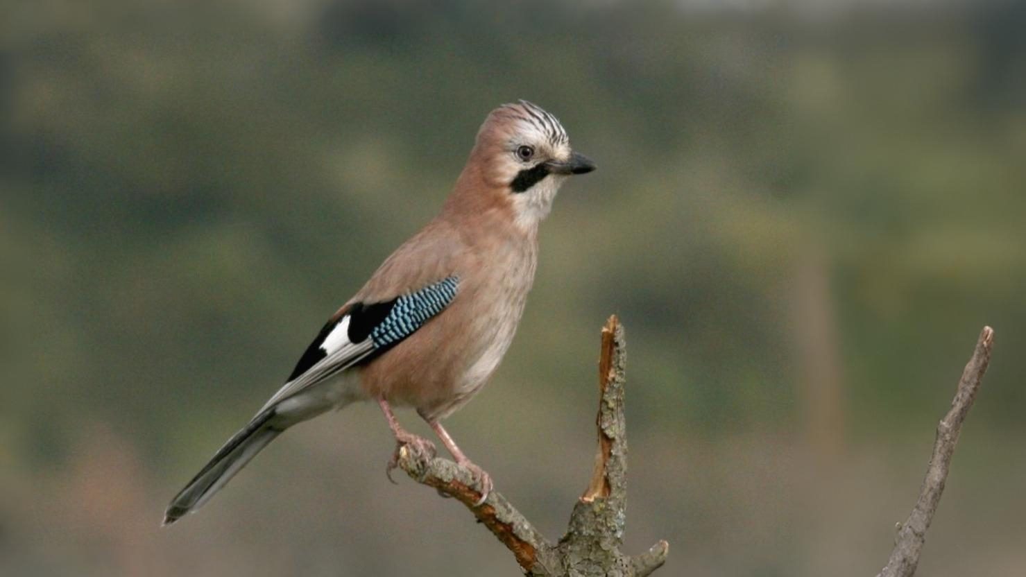 05-Apr April’s Avian Romance Section Image