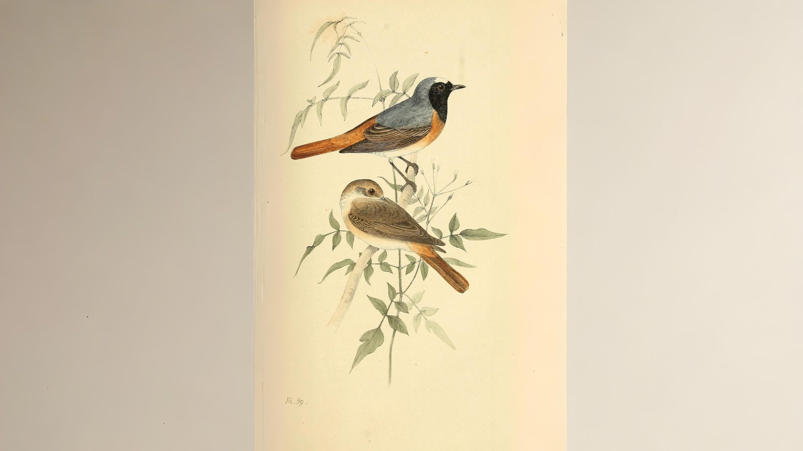 05-Apr April’s Avian Romance Section Image