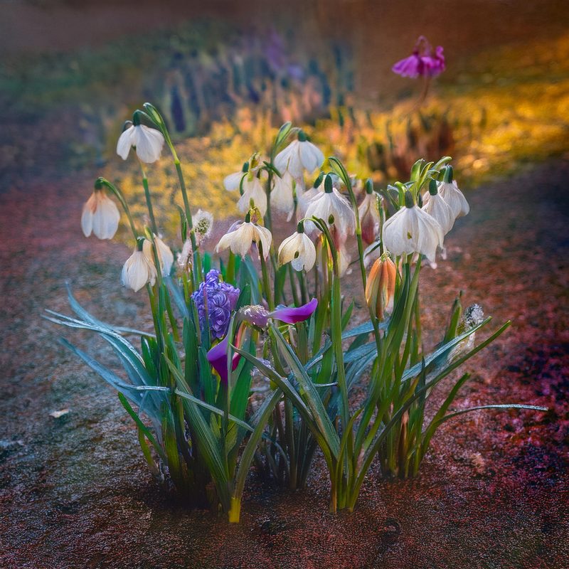 05-Feb Winter's Garden Flowers