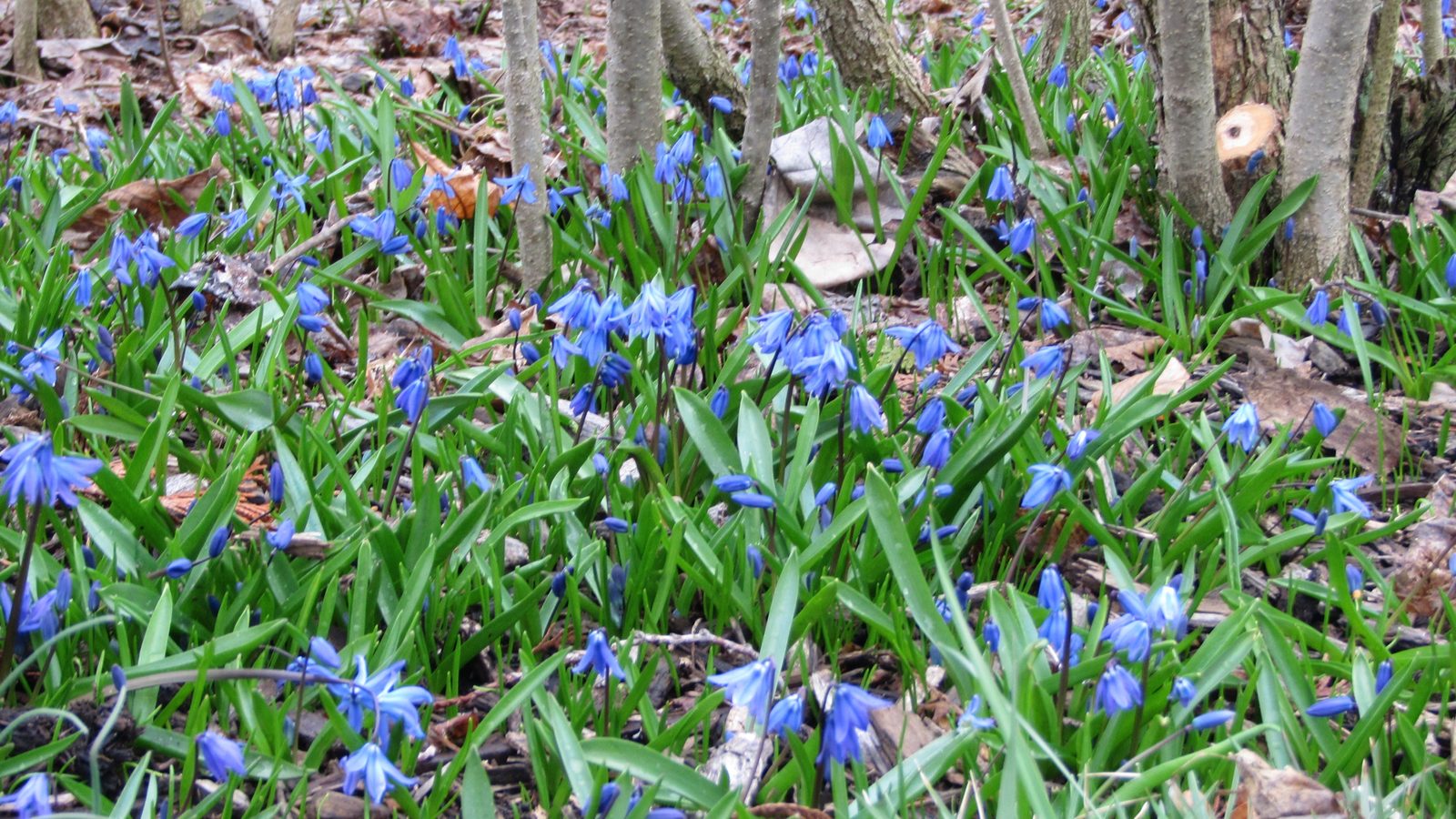 05-Feb Winter's Garden Flowers Section Image