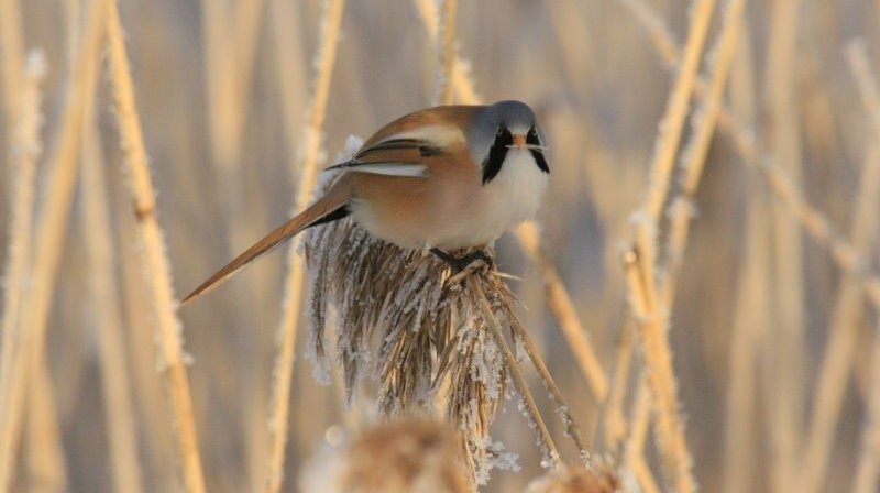 10-Jan Spotting Rare Birds Section Image