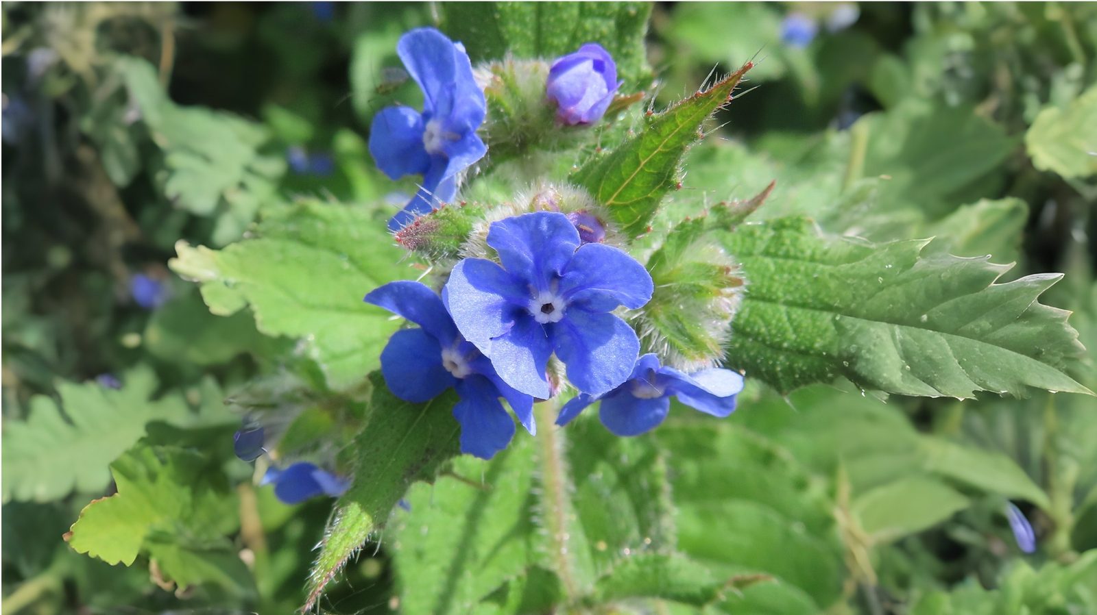 11-Jan January's Wild Flowers Section Image