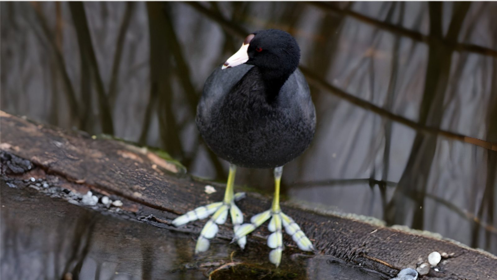 07-Jan Wildfowl in London's Parks Section Image