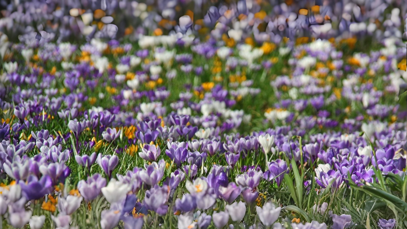 06-Feb The Vibrant World of Crocuses Section Image