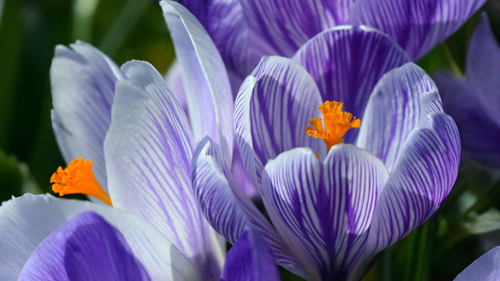 06-Feb The Vibrant World of Crocuses Section Image