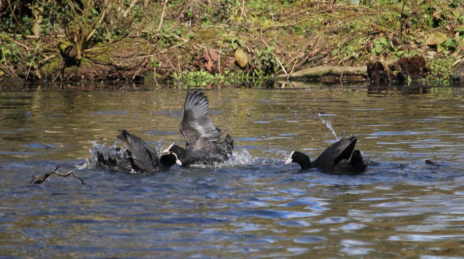 07-Jan Wildfowl in London's Parks Section Image