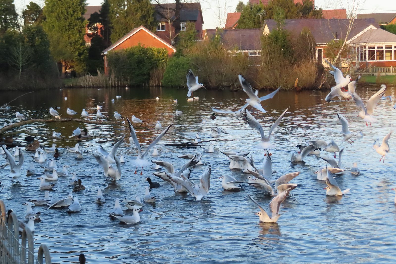 08-Jan The Beauty of Flocks Section Image