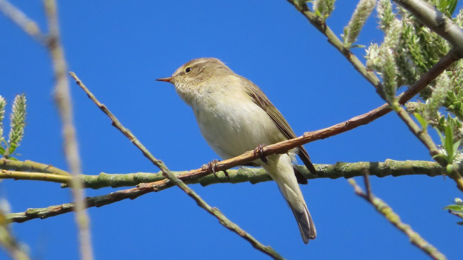 02-Jan Birdwatching in January Section Image