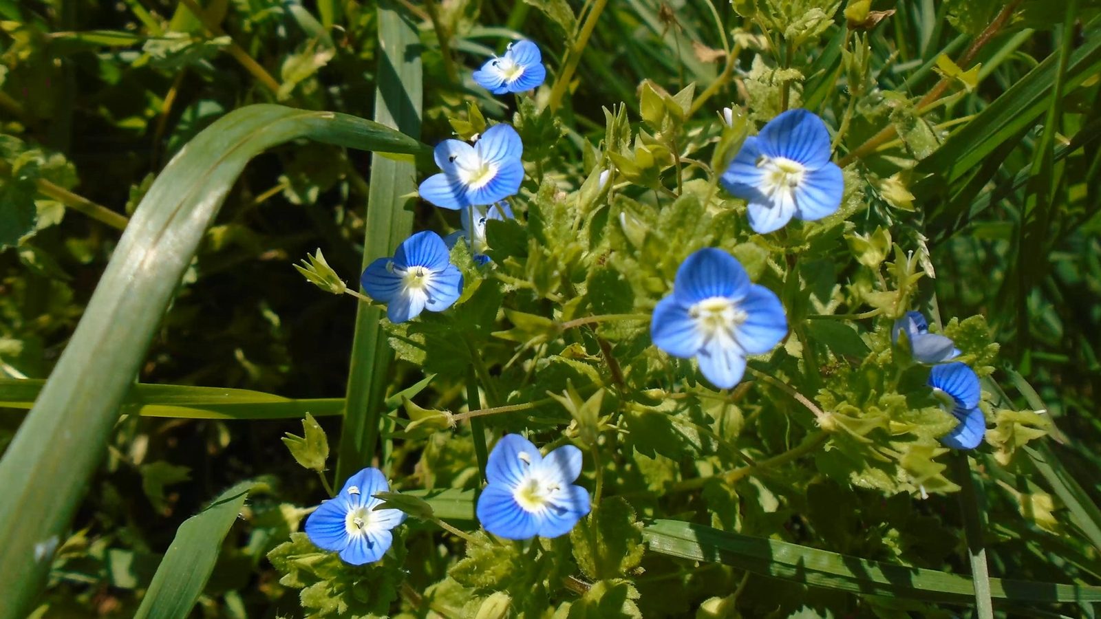 11-Jan January's Wild Flowers Section Image