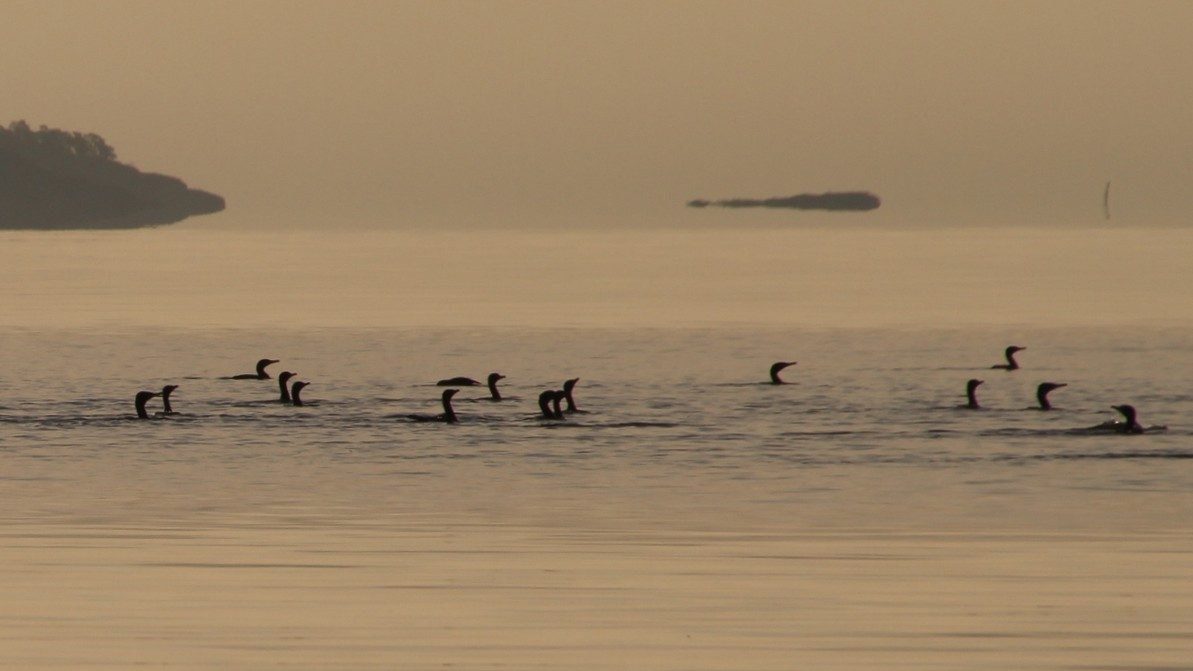 08-Mar Flocking Together Section Image