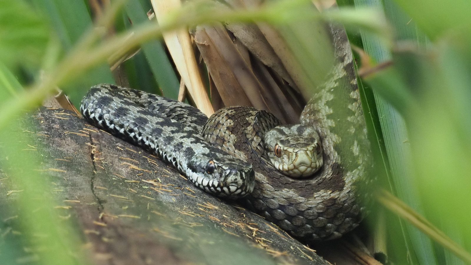 09-Apr April’s Cold-Blooded Drama Section Image