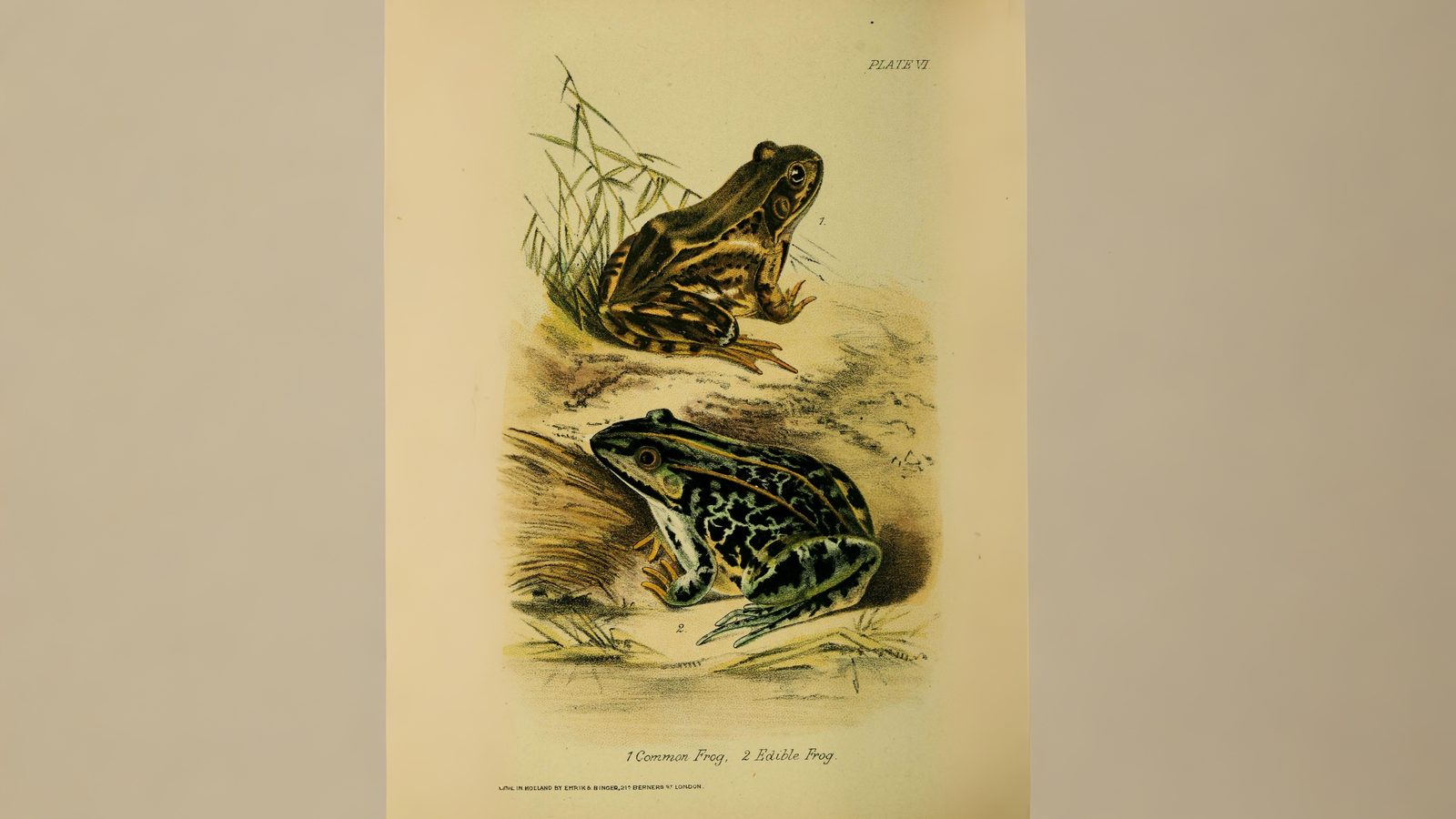 09-Apr April’s Cold-Blooded Drama Section Image