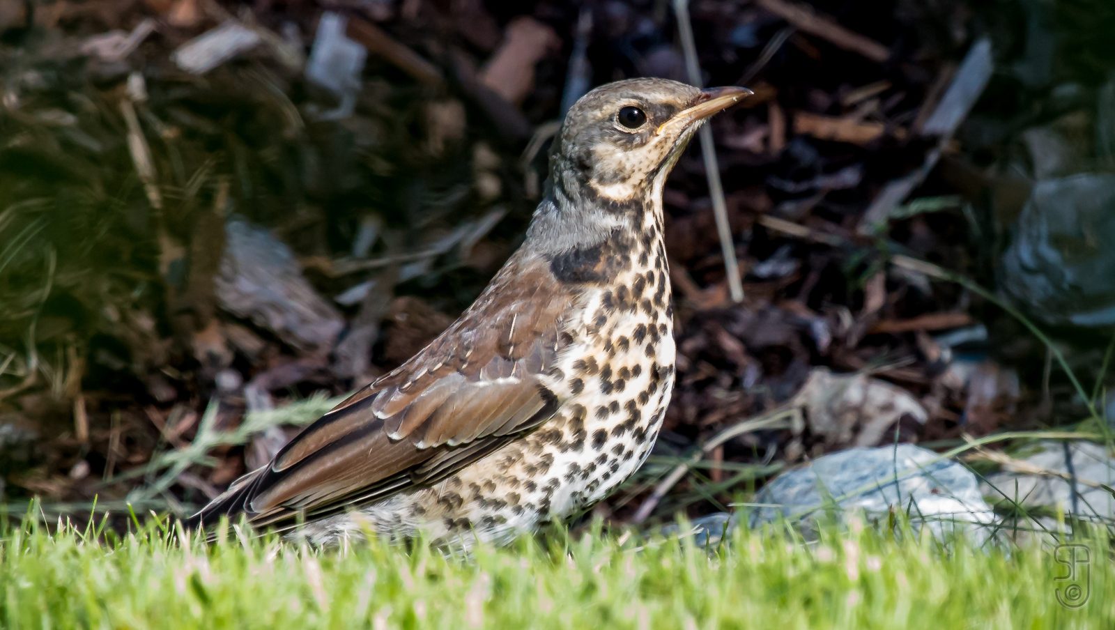 02-Jan Birdwatching in January Section Image