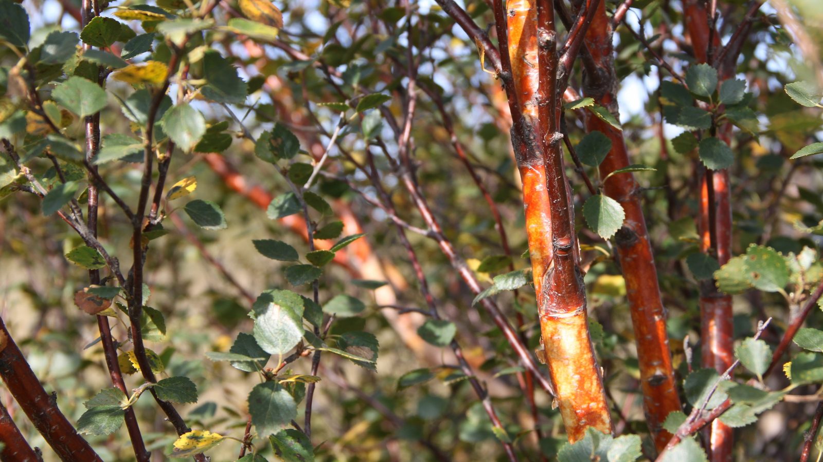10-Feb Beauty of Birches Section Image