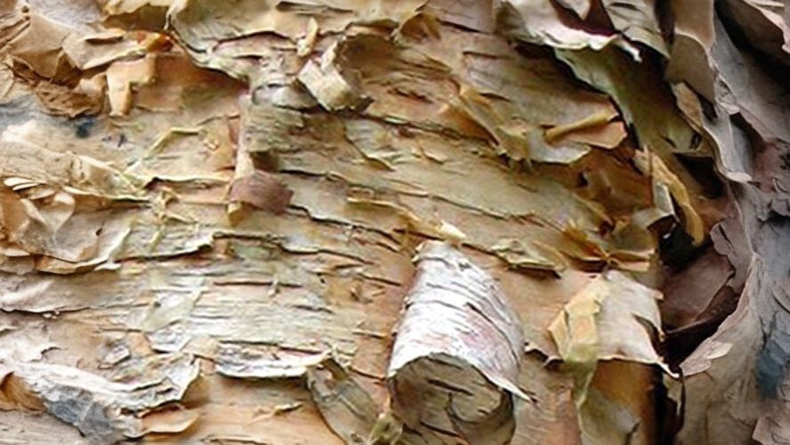 10-Feb Beauty of Birches Section Image
