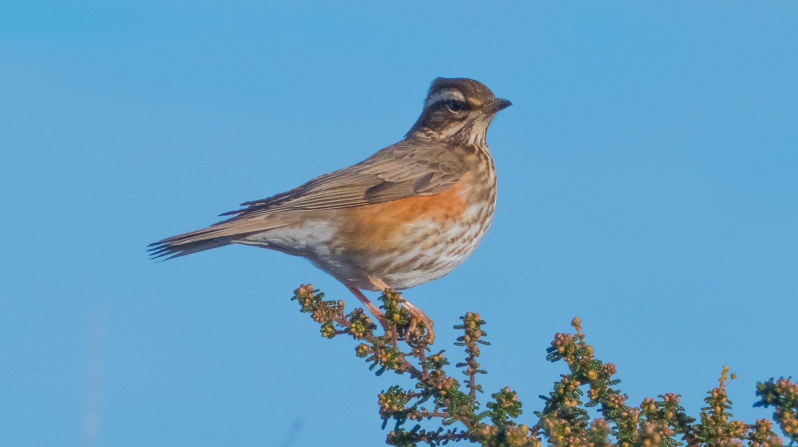 02-Jan Birdwatching in January Section Image