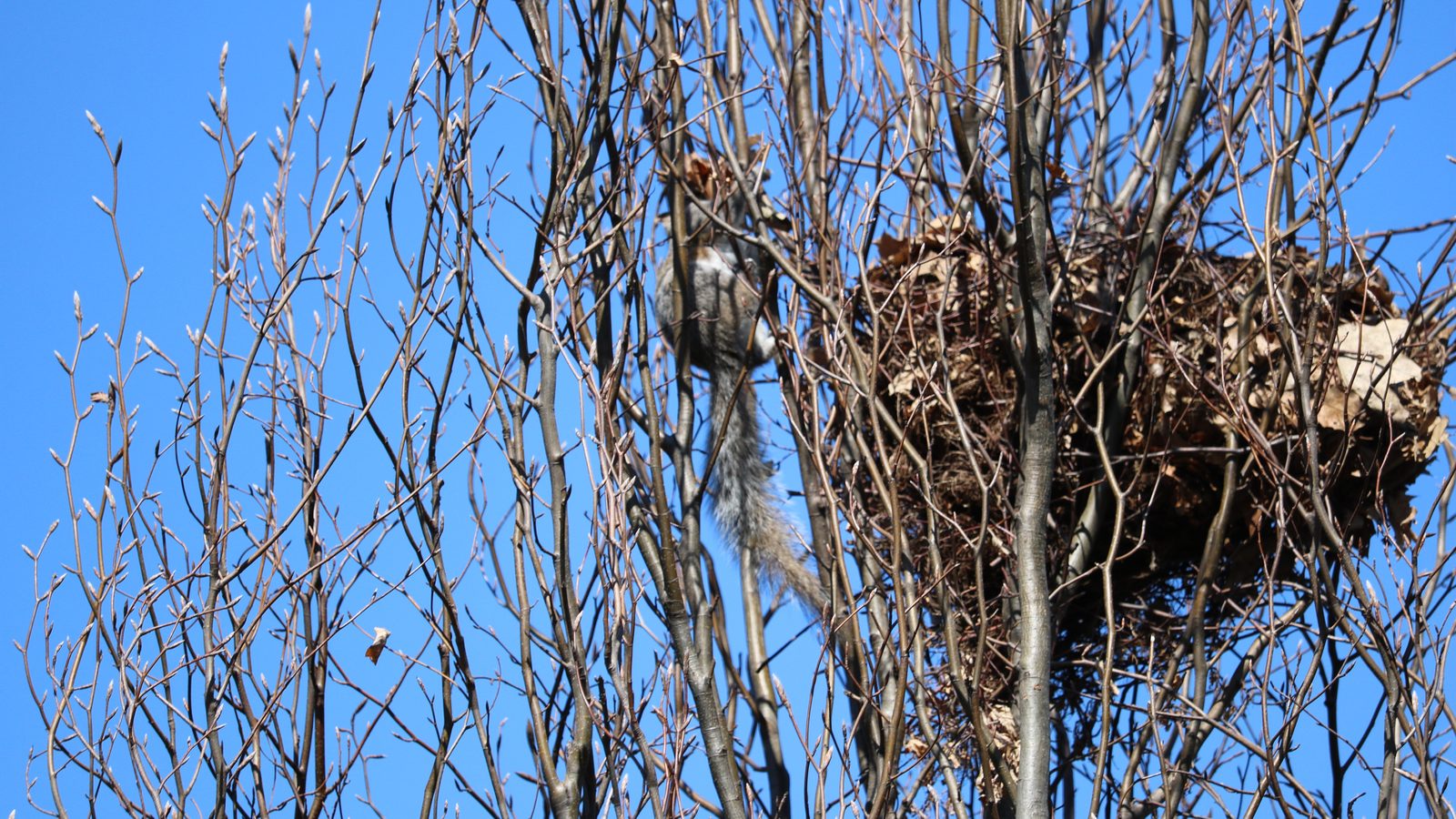 11-March Nature's Marvels Deer and Squirrels Section Image