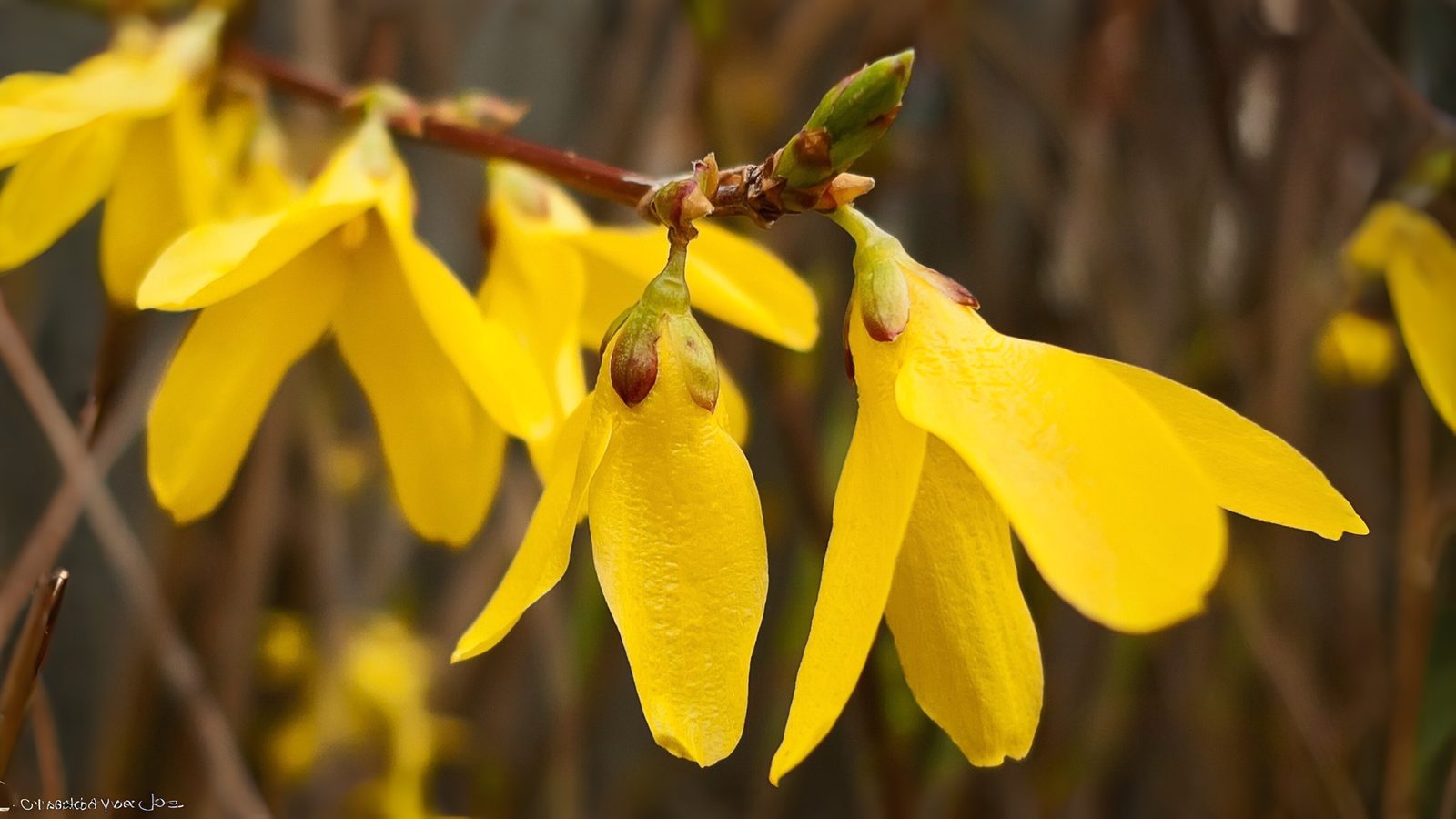 11-Feb February Garden Shrubs Section Image