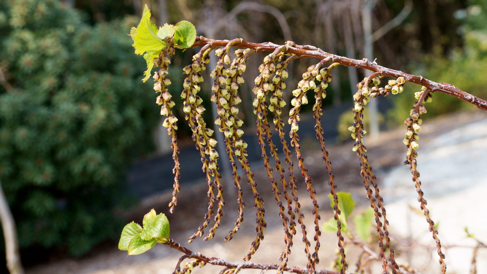 11-Feb February Garden Shrubs Section Image