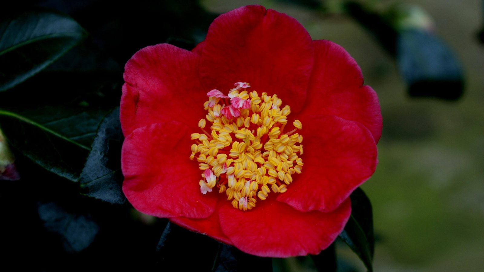 11-Feb February Garden Shrubs Section Image