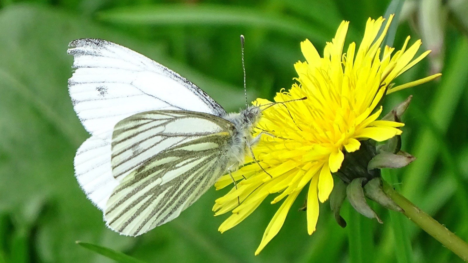 12-Apr London’s Butterfly Ballet Section Image