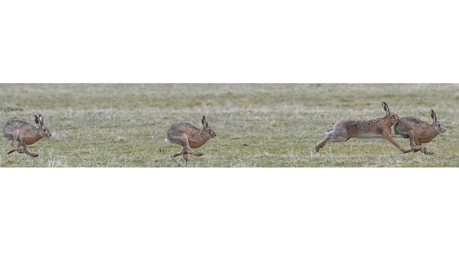 12-Mar March Madness Hares & Rabbits Section Image