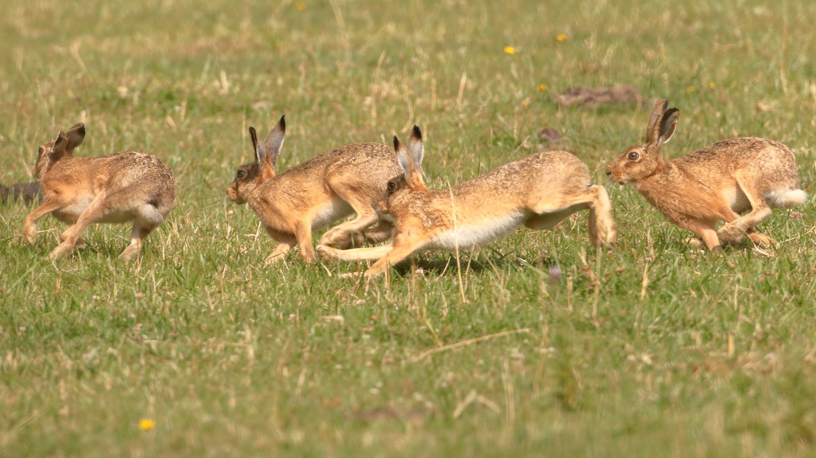 12-Mar March Madness Hares & Rabbits Section Image
