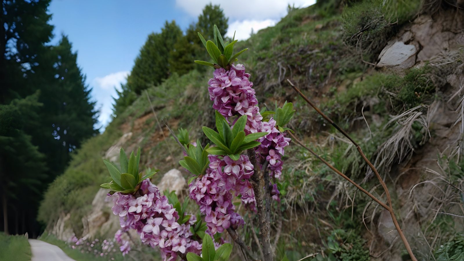 12-Feb Wild Shrubs of February Section Image
