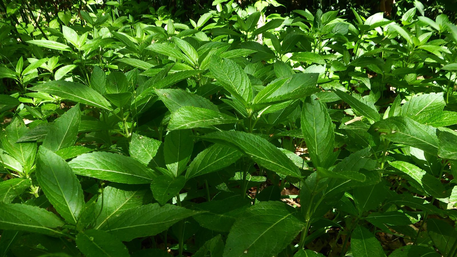 12-Jan Winter's Fresh Green Growth Section Image