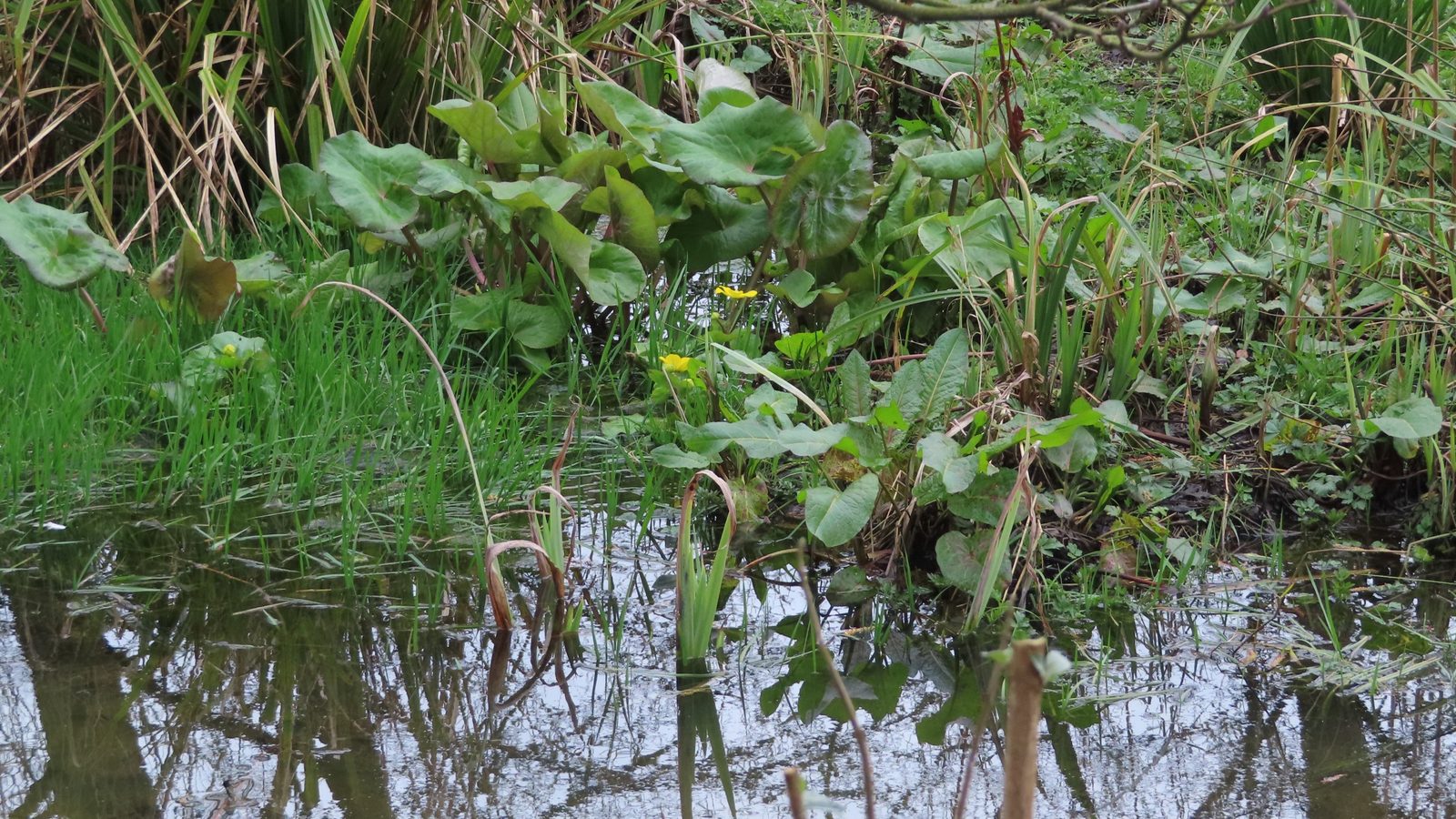 12-Jan Winter's Fresh Green Growth Section Image