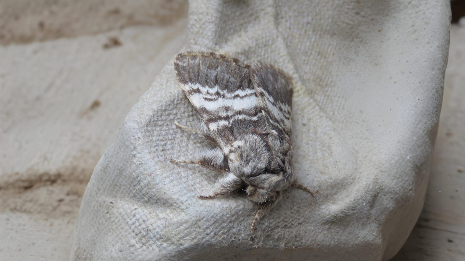 13-Apr London’s Moth Magic Section Image